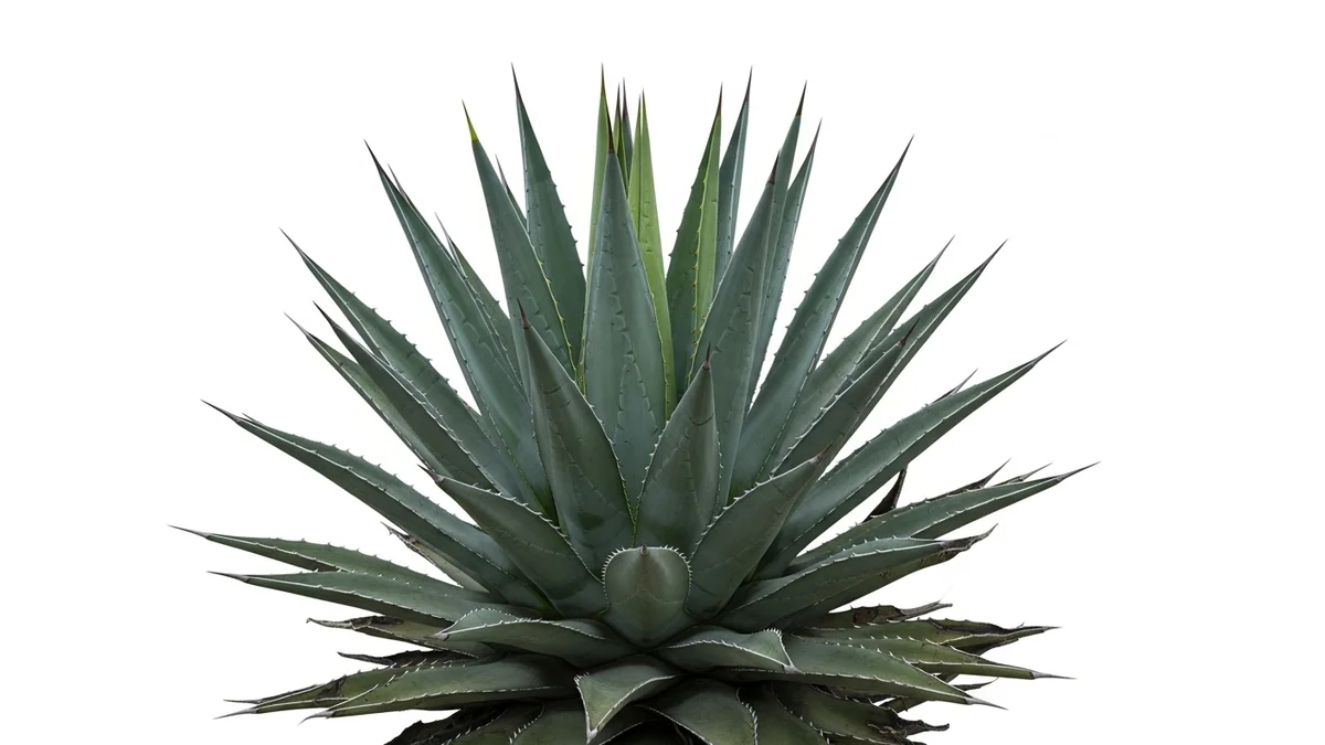 AGAVE AZUL BULBO