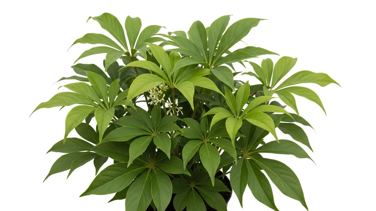 ARALIA ELEGANTISIMA PLANTA