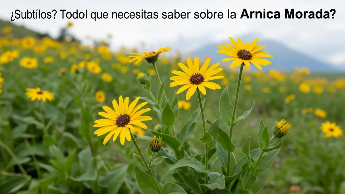 ARNICA MORADA